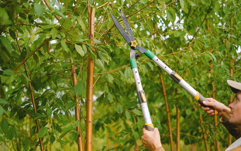 Tree trimming in Leonard, ND