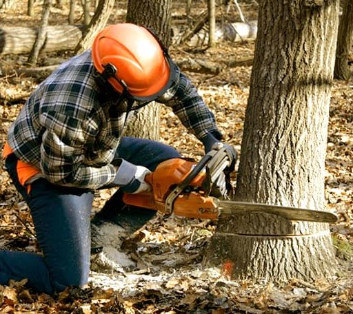 Tree Removal in Leonard, ND
